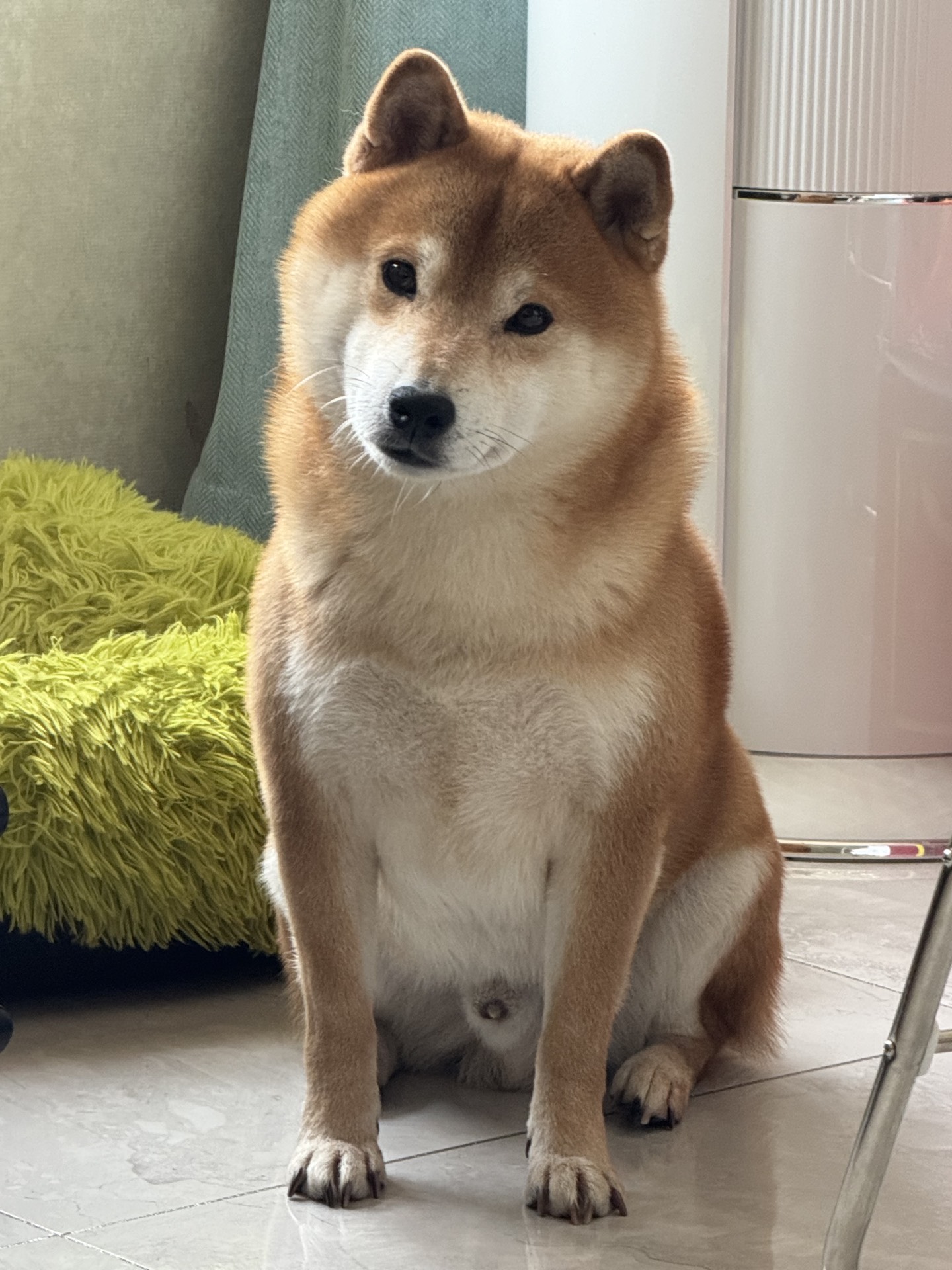 【纯种赤柴弟弟找新家 · 辽宁同城自提